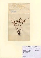 藏品(Grateloupia ramosissima Okamura)的圖片